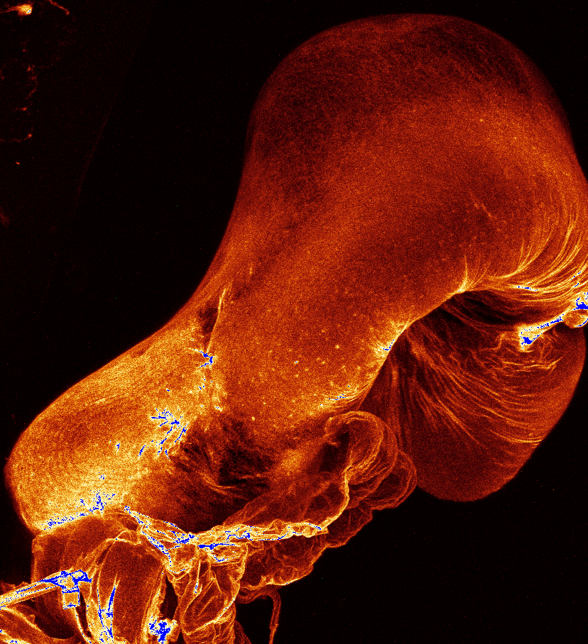 confocal_1_eversion.png