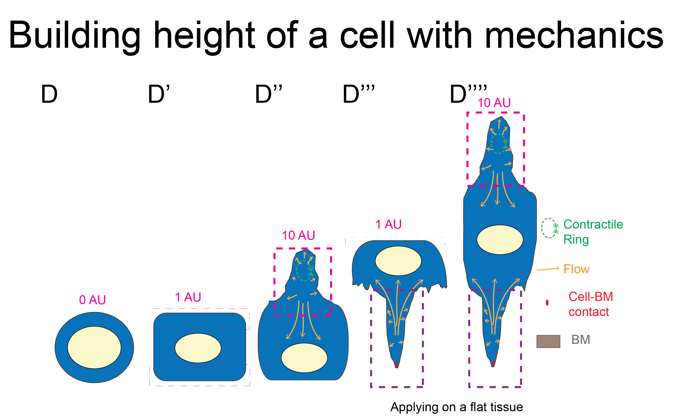 3DcellFig6-04.png