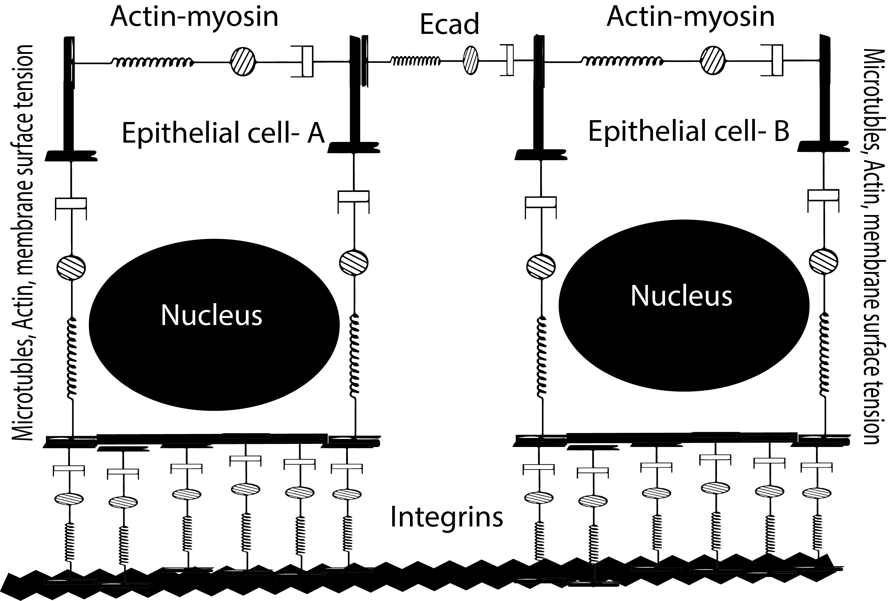 Viscoelastic cells.png