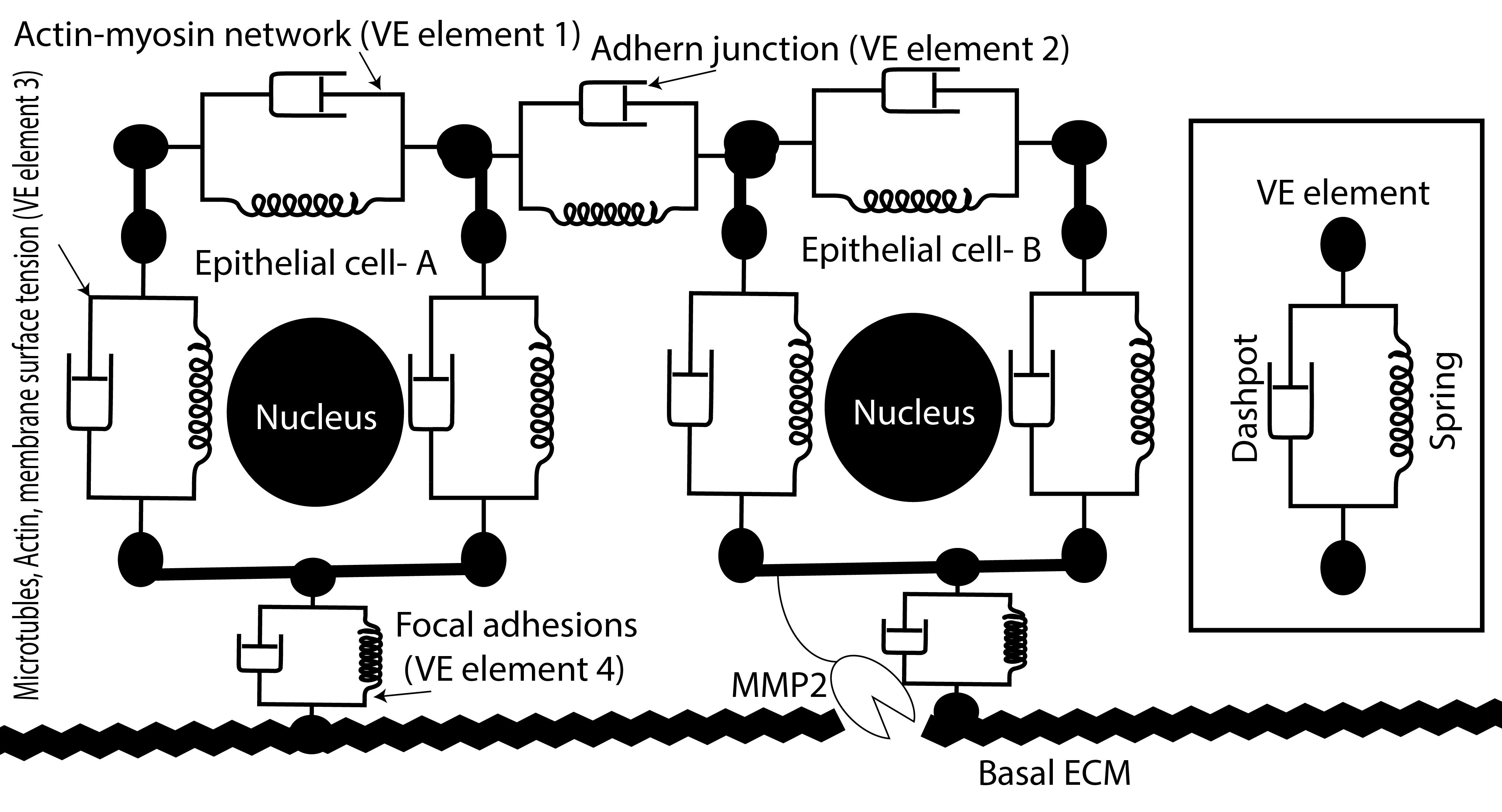 Viscoelastic cells_parallelnetwork-01.png