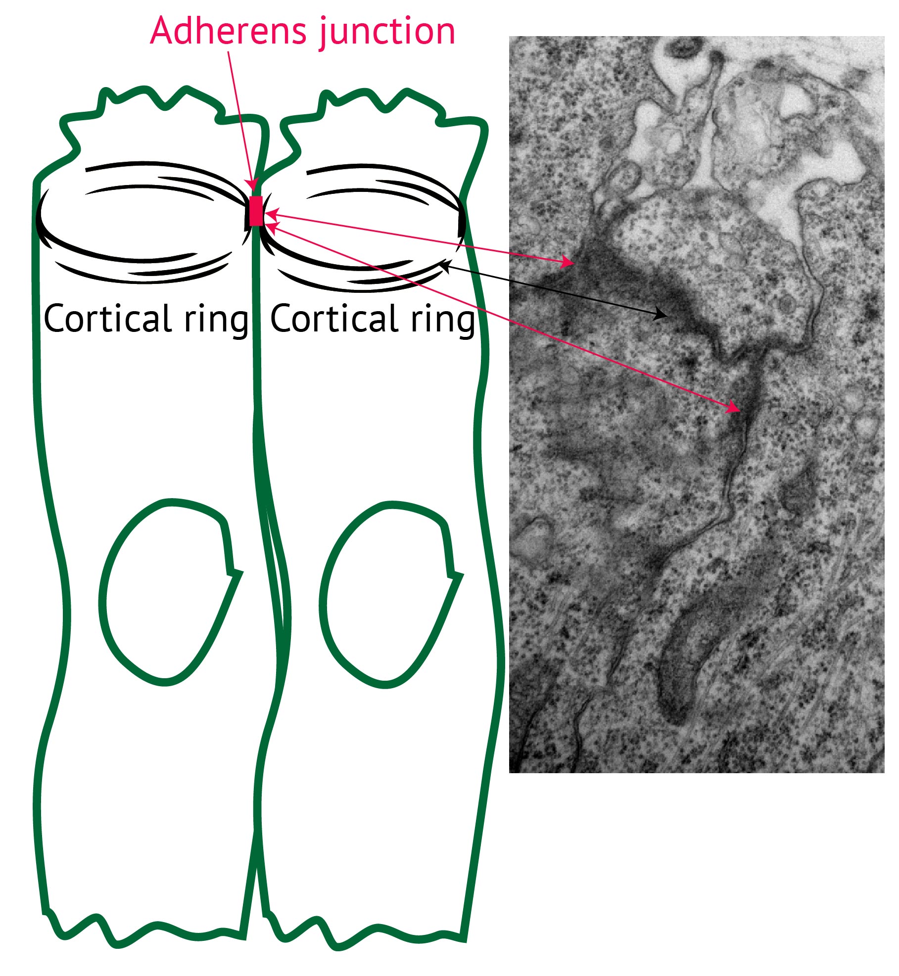 TEM_1_junctions.jpg